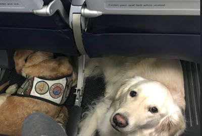 service dog under cabin seat